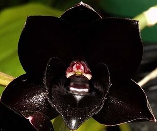 Photo:  black orchid flower 